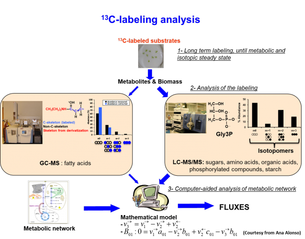 Screenshot of a flowchart that describes the C-labeling analysis process