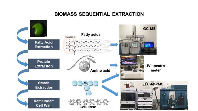 Screenshot of an infographic that describes the biomass sequential extraction process