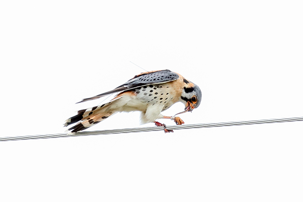 Kestrel