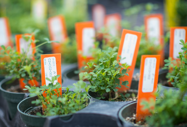 Plants