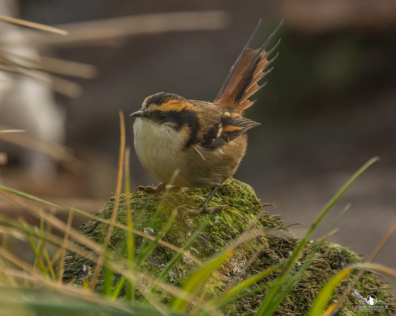 Photo of new bird species discovered in Chile