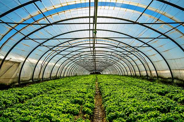 greenhouse