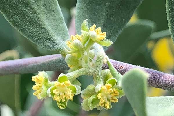 jojoba flower