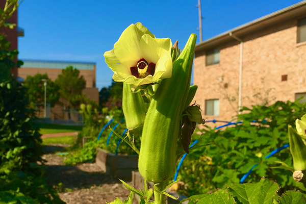 An okra plant blooms in the UNT Community Garden.