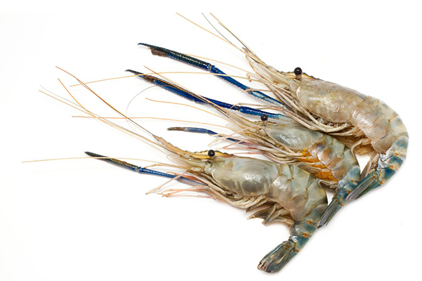 Shrimp