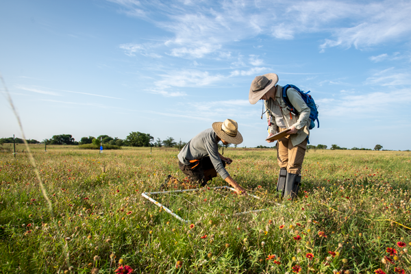 Researchers in field with widlflowers