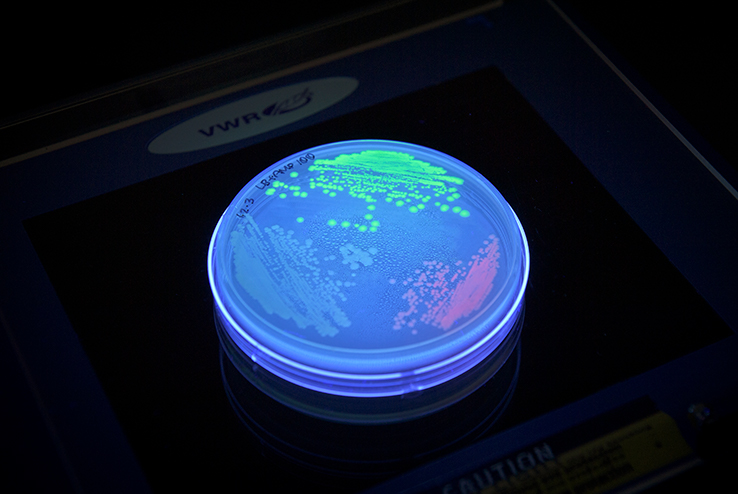 Petri dish with bacteria in bright colors