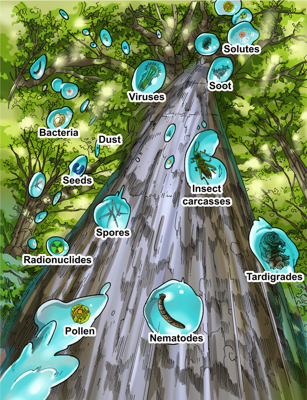 illustration of tree and water droplets containing Viruses, Soot, Solutes, Bacteria, Dust, Seeds, Spores, Insect carcasses, Radionuclides, Pollen, Nematodes, Tardigrades
