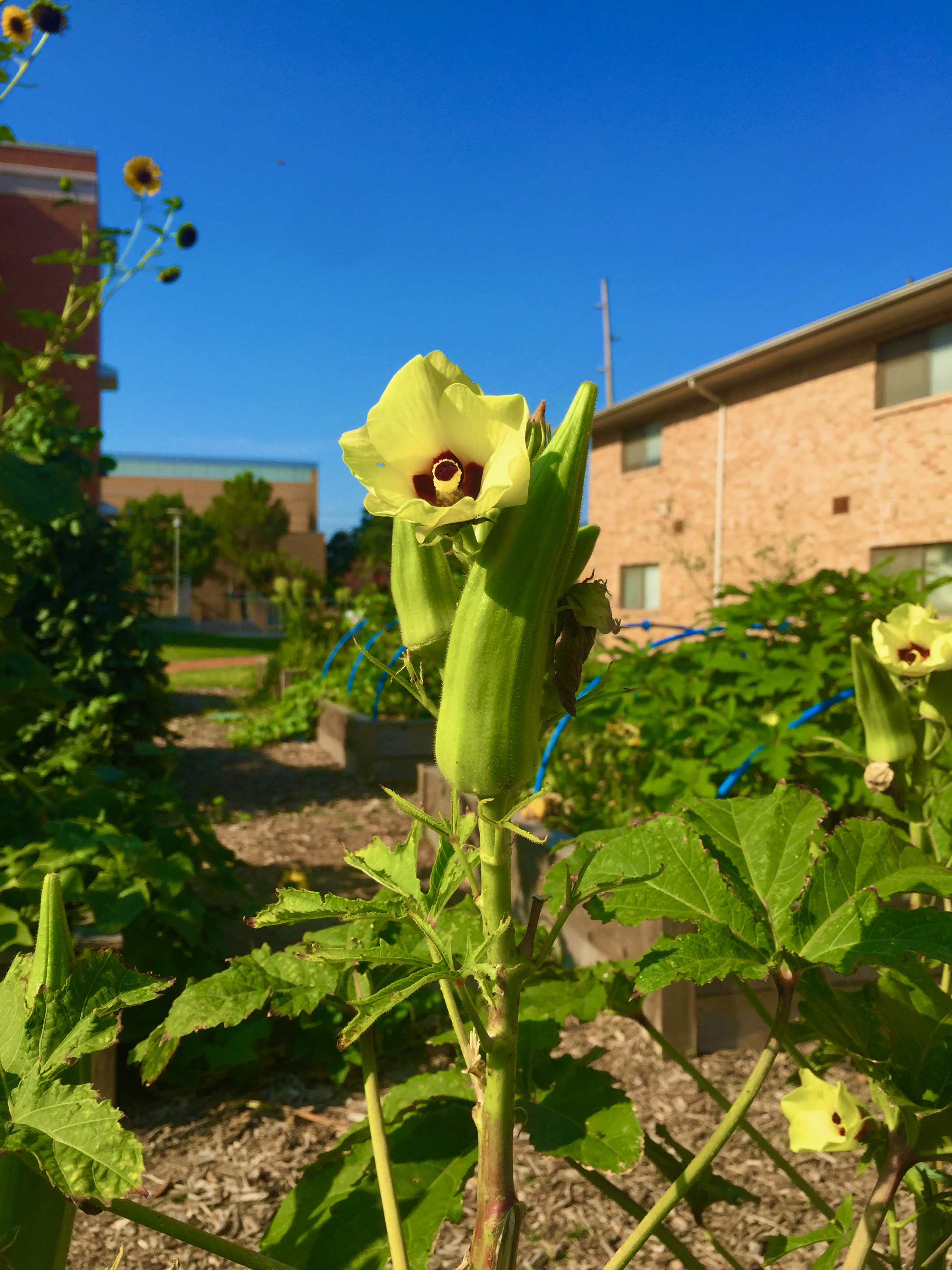 Photo of an okra plant in the UNT Community Garden