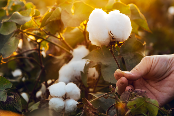 hand holding cotton boll in field