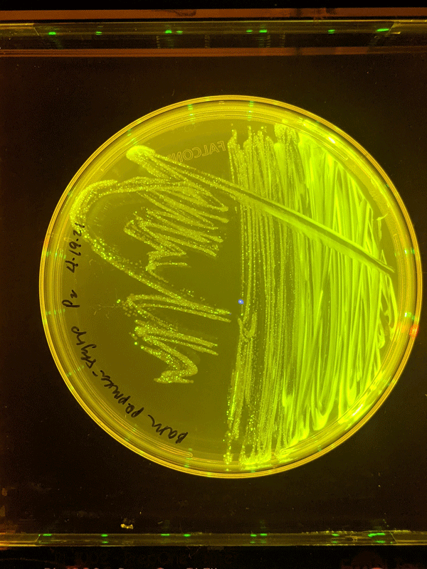 petrie dish with green fluorescent protein