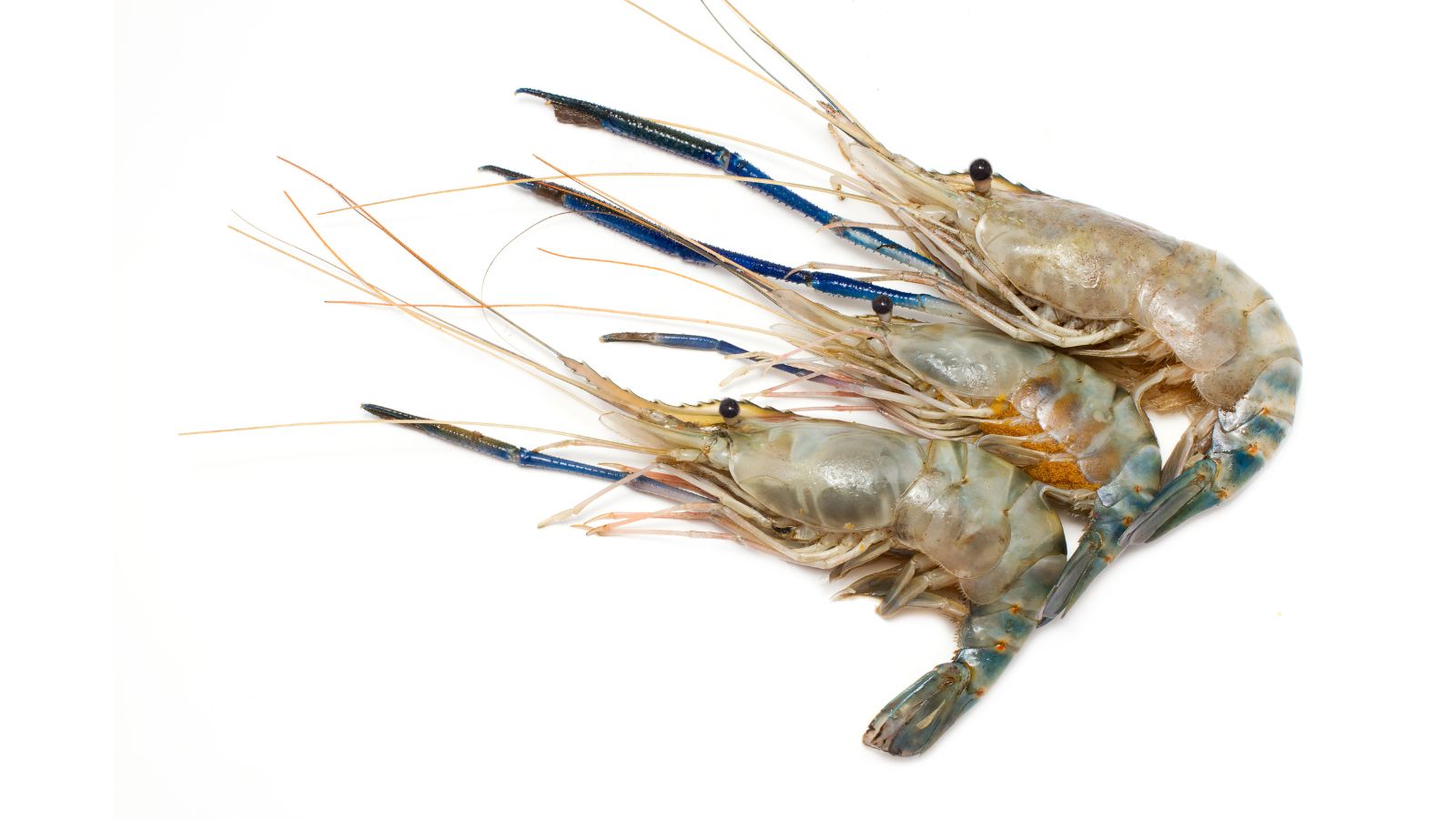 Stock photo of freshwater prawn