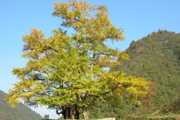 Secret of Longevity in Ginkgo Biloba Trees